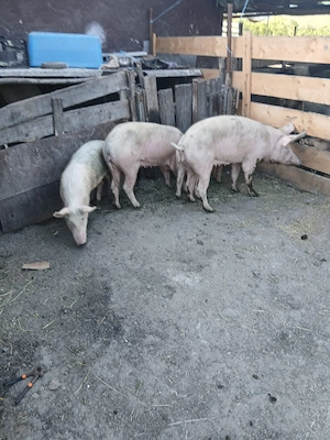 de vânzare 4 bucăți de la 60 kg la 80 kg 