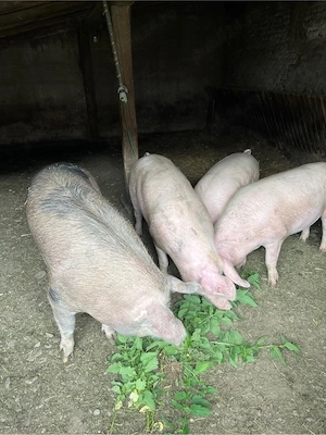 Vand porci 14lei kg