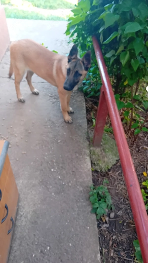 schimb  cățea ciobănesc belgian melinos  cu un berbecuț 