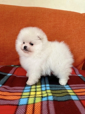 pomeranian super mini