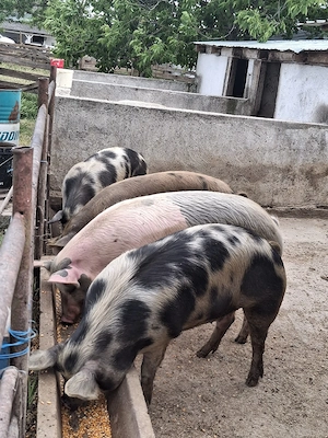 Porci de vanzare 