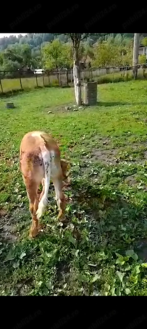 Vând sau schimb vitica de 3.5 luni cu por de taiat - imagine 5