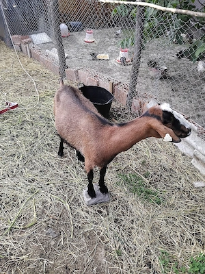 vand capra alpina franceza