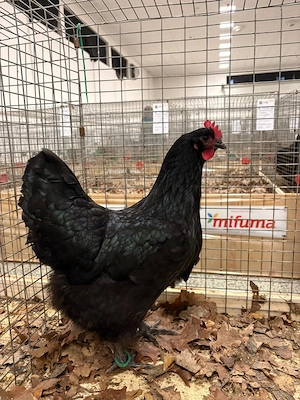 Vand cateva familii de Australorp sau pui de diferite vârste 