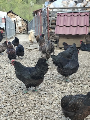 Vand cateva familii de Australorp sau pui de diferite vârste  - imagine 3
