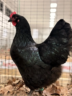 Vand cateva familii de Australorp sau pui de diferite vârste  - imagine 4