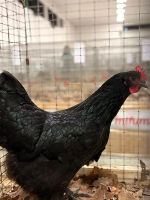 Vand cateva familii de Australorp sau pui de diferite vârste  - imagine 2