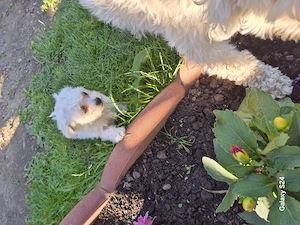 Cățeluși bichon frise 