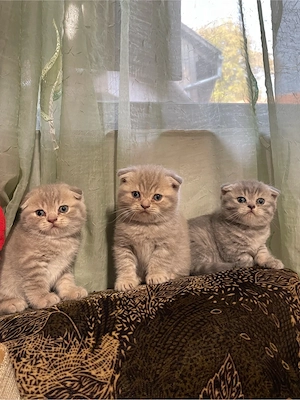 Scottish Fold