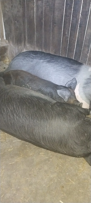 animale de casa