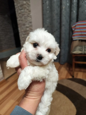 Bichon maltez