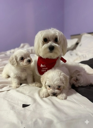 bichon maltez