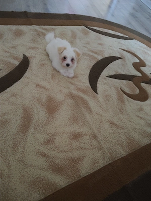 bichon maltez