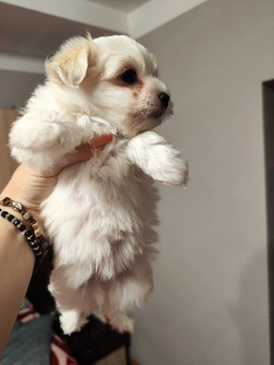 bichon maltez