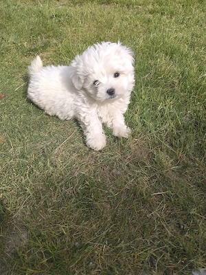 Vând bichon bishon - imagine 2