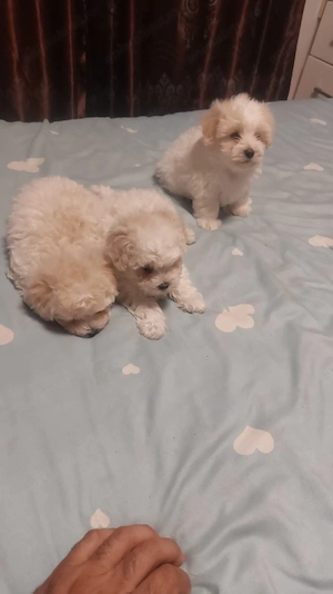Bichon Maltez 