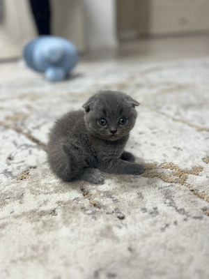Vând puiuți British Shorthair și Scottish fold  - imagine 3