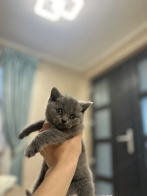 Vând puiuți British Shorthair și Scottish fold  - imagine 2