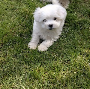 vând cățel bichon