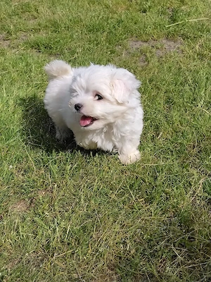 vând cățel bichon - imagine 2
