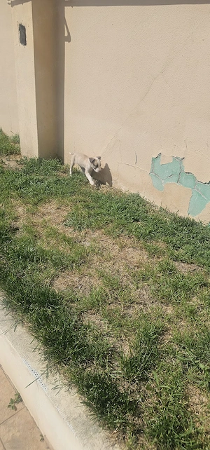 Vând husky nu este rasa pura 