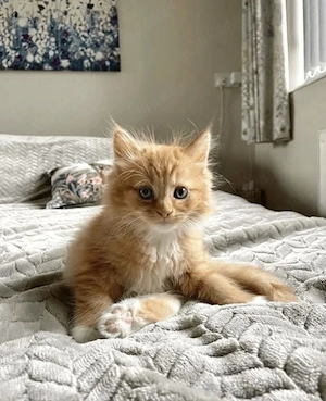 Maine coon fetita si baietel - imagine 3