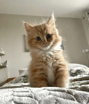 Maine coon fetita si baietel - imagine 2