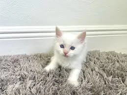 ragdoll albi - imagine 3
