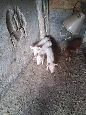 Purcei de vanzare 