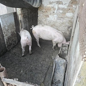 Porci de vânzare  - imagine 5