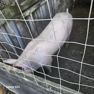Porci de vânzare 