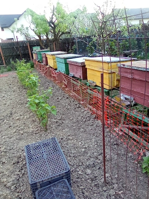 Vind stupi cuti mari 20 rame  6 bucăti,