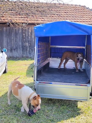 Dozez câine Amstaff - imagine 2