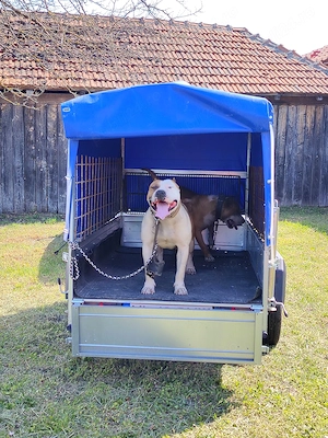 Dozez câine Amstaff - imagine 3