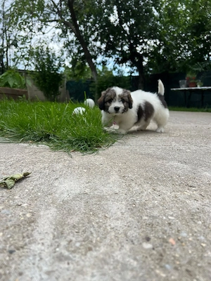 Bichon Havanez 
