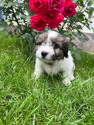 Bichon Havanez  - imagine 2
