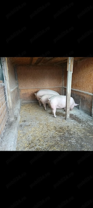 Vând porci ,crescuți cât se poate de natural,cu greutate 110-130 kg - imagine 4