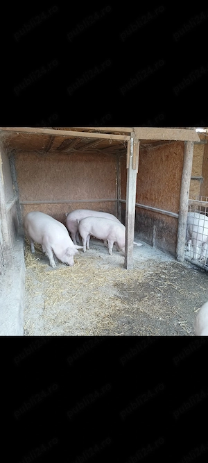 Vând porci ,crescuți cât se poate de natural,cu greutate 110-130 kg - imagine 5