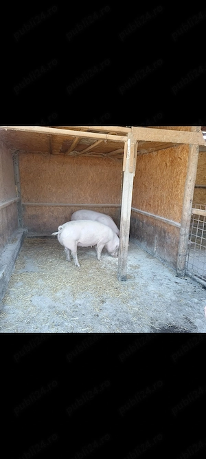 Vând porci ,crescuți cât se poate de natural,cu greutate 110-130 kg