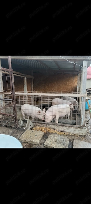 Vând porci ,crescuți cât se poate de natural,cu greutate 110-130 kg - imagine 3