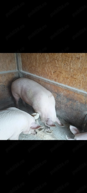 Vând porci ,crescuți cât se poate de natural,cu greutate 110-130 kg - imagine 2