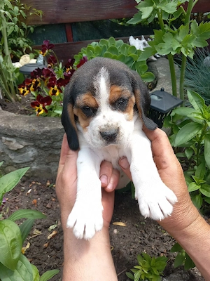 Beagle tricolor 