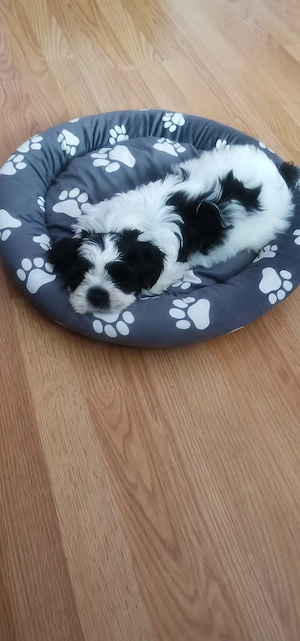 Pui Shih Tzu 2 luni - imagine 2