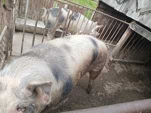 Porc Pietran
