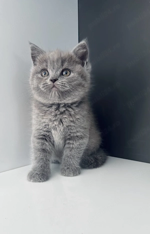 Pui British Shorthair Blue 