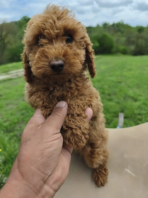 puiuți pudel cu pedigree isi caută căsuța nouă 