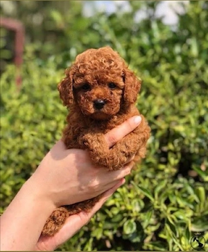 poodle, pudel mini toy
