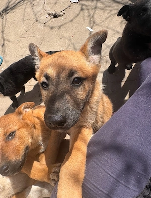   oferim spre adoptie responsabila