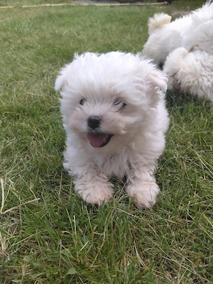 Cătelus bichon bishon 