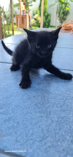 Puiuti pisica spre adoptie - imagine 2